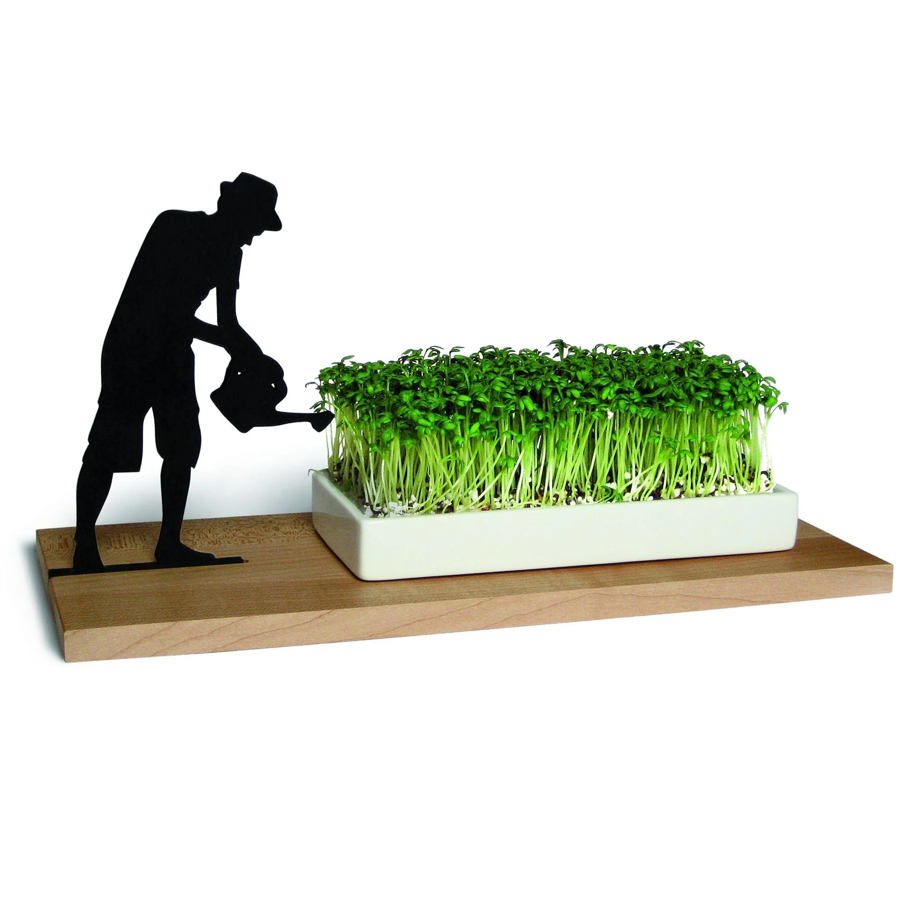 Cress Growing Dish - Image 3