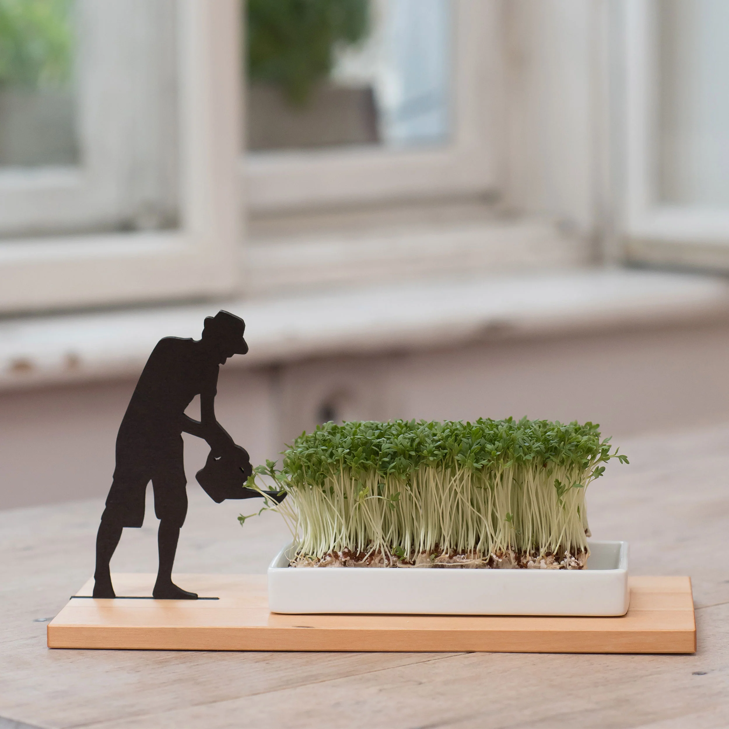 Cress Growing Dish - Image 7